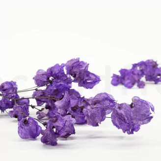 Dried Bougainvillea Branch Purple