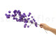 Dried Bougainvillea Branch - Purple 5