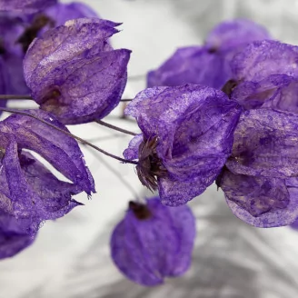Dried Bougainvillea Branch Purple