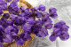 Dried Bougainvillea Branch Purple 9