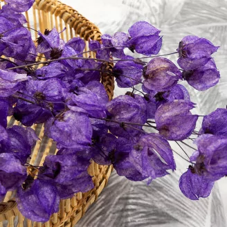 Dried Bougainvillea Branch Purple