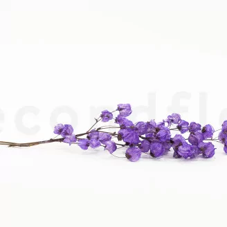 Dried Bougainvillea Branch Purple