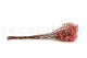Preserved Baby's Breath Gypsophila - Bunch - Pink 12