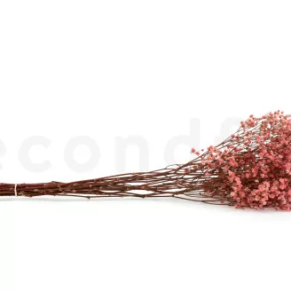 Preserved Baby's Breath Gypsophila Pink