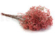 Preserved Baby's Breath Gypsophila - Bunch - Pink 5