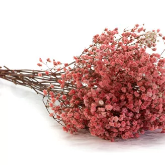 Preserved Baby's Breath Gypsophila Pink