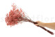 Preserved Baby's Breath Gypsophila - Bunch - Pink 3