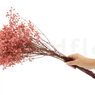 Preserved Baby's Breath Gypsophila Pink