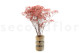 Preserved Baby's Breath Gypsophila - Bunch - Pink 7