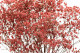 Preserved Baby's Breath Gypsophila Pink 2