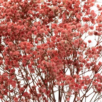 Preserved Baby's Breath Gypsophila Pink