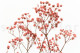 Preserved Baby's Breath Gypsophila - Bunch - Pink 4