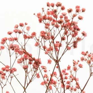 Preserved Baby's Breath Gypsophila Pink