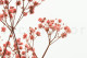 Preserved Baby's Breath Gypsophila - Bunch - Pink 8
