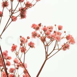 Preserved Baby's Breath Gypsophila Pink