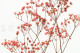 Preserved Baby's Breath Gypsophila - Bunch - Pink 9