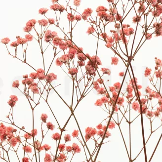 Preserved Baby's Breath Gypsophila Pink