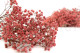 Preserved Baby's Breath Gypsophila - Bunch - Pink 10