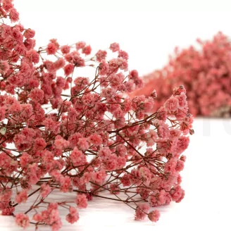 Preserved Baby's Breath Gypsophila Pink