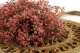 Preserved Baby's Breath Gypsophila - Bunch - Pink 11