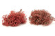 Preserved Baby's Breath Gypsophila Pink 14