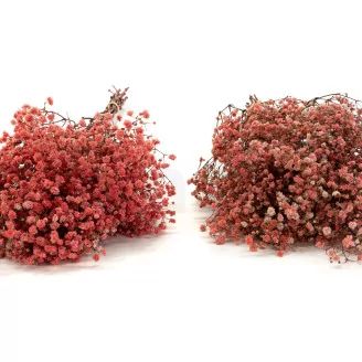 Preserved Baby's Breath Gypsophila Pink