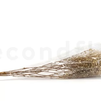 Preserved Baby's Breath Gypsophila Natural