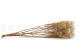 Preserved Baby's Breath Gypsophila Natural 10