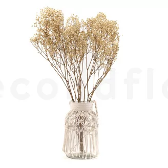 Preserved Baby's Breath Gypsophila Natural