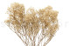 Preserved Baby's Breath Gypsophila - Bunch - Natural 5