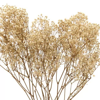 Preserved Baby's Breath Gypsophila Natural