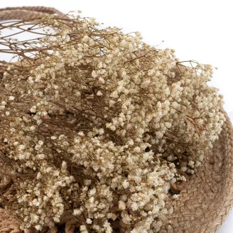 Preserved Baby's Breath Gypsophila Natural