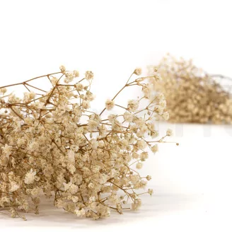 Preserved Baby's Breath Gypsophila Natural