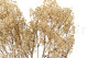 Preserved Baby's Breath Gypsophila - Bunch - Natural 2