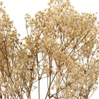 Preserved Baby's Breath Gypsophila Natural