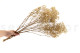 Preserved Baby's Breath Gypsophila - Bunch - Natural 3