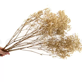 Preserved Baby's Breath Gypsophila Natural