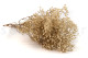Preserved Baby's Breath Gypsophila - Bunch - Natural 8