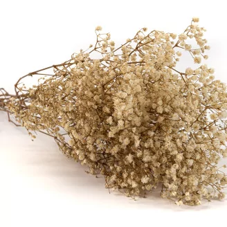Preserved Baby's Breath Gypsophila Natural