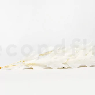 Preserved Ruscus Garden White (set of 3)