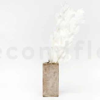 Preserved Ruscus Garden White (set of 3)