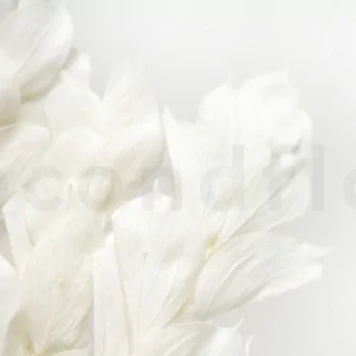Preserved Ruscus Garden White (set of 3)