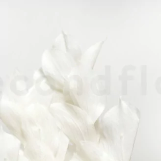 Preserved Ruscus Garden White (set of 3)