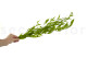 Preserved Italian Ruscus Lime Green 4