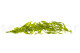 Preserved Italian Ruscus Lime Green 10
