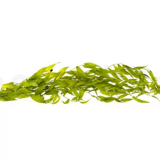 Preserved Italian Ruscus Lime Green