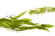 Preserved Italian Ruscus Lime Green 5