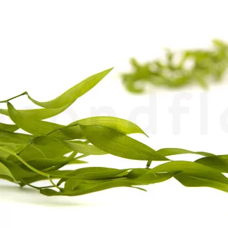 Preserved Italian Ruscus Lime Green