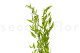 Preserved Italian Ruscus Lime Green 3