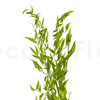 Preserved Italian Ruscus Lime Green